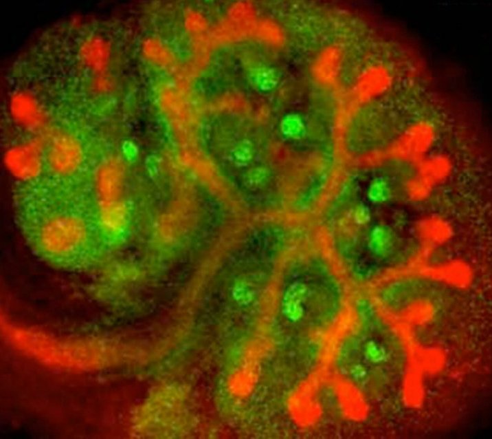 Fluorescence microscopy image of a developing kidney